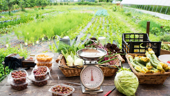 small scale crop farming