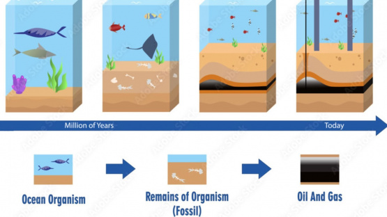 An infographic showing the formation of crude oil